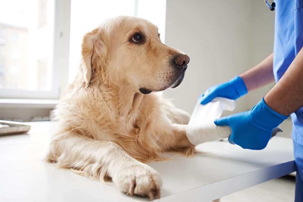 controlling humidity in veterinary facilities